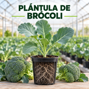 Plántula de brócoli saludable para cultivo hidropónico, huerta urbana y siembra en suelo