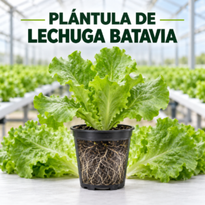 Plántula de lechuga Batavia para cultivo hidropónico y huerta urbana